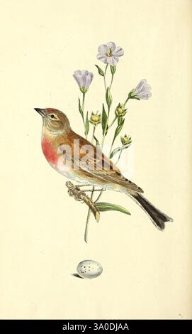 Songbirds of Great Britain, etc. London, 1835-[1836]., A beautifully detailed illustration featuring a small bird prominently perched on a delicate branch. The bird showcases warm brown and soft pink hues on its chest, while its wings and tail exhibit a subtle gradient. Surrounding the bird are delicate flowers with varying shades of purple and white, adding a vibrant touch to the composition. Below the bird lies a single speckled egg, highlighting the connection between nature and the avian life cycle. This scene captures the intricate beauty of wildlife, emphasizing both the bird's elegance Stock Photo