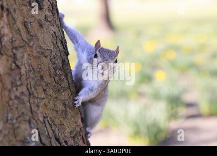 Squirrel and daffodils in early spring sunshine in St James park, London, UK Stock Photo