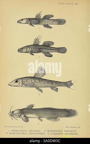 This illustration features a series of four distinct carp species, each ...