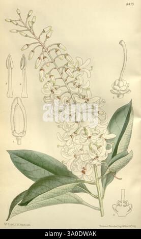 Curtis's Botanical Magazine, London, New York, botanical illustration, botany, periodicals, pictorial works, plants ornamental, Curtis, A botanical illustration showcasing a flowering plant with elongated clusters of delicate blossoms. The flowers are characterized by their tapered petals, gracefully arranged along slender stems. Surrounding the floral components are detailed depictions of flower parts, including the calyx and stamen, providing insight into the plant's reproductive structures. The vibrant green leaves have prominent veins and a textured surface, adding depth to the composition Stock Photo
