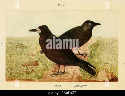 British birds & their eggs, London, W. & R. Chambers, 1909, birds, Great Britain, nests, Corvus frugilegus, rook, Corvus monedula, Eurasian jackdaw, A detailed illustration depicting two birds commonly found in various habitats. On the left is the Rook, characterized by its glossy black feathers and distinctive long bill. Its body is slightly larger, and it stands poised on a grassy surface. To the right is the Jackdaw, notable for its striking blue-grey nape and bright eyes. Both birds are positioned side by side against a backdrop of verdant grass and a subtle landscape, showcasing their nat Stock Photo