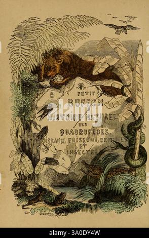 Buffon Insect Petit Buffon illustré Paris, Didier, 1841. insects, arthropoda ...