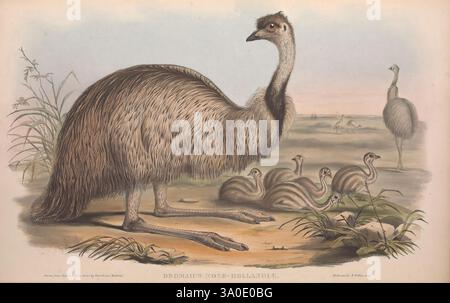 The birds of Australia London, Printed by R. and J. E. Taylor pub. by the author 1840-1848 Australia Birds Pictorial works Australia Gould John Gould Ornithology Gould Gould AU Dromaius novaehollandiae Emu, A large, elegant bird stands prominently in the foreground, showcasing its distinctive long neck and striking features. Its plumage displays a blend of soft browns and grays, accentuating the graceful contours of its body. In the background, a group of smaller, fluffy chicks is gathered, their downy feathers hinting at youthful vulnerability. The scene is set against a natural landscape wit Stock Photo