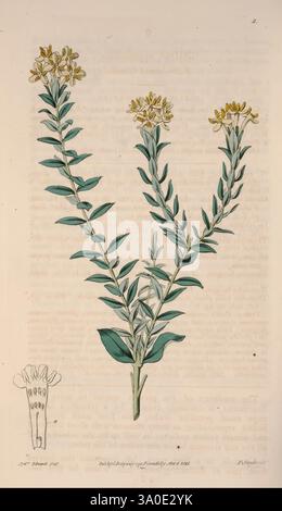The Botanical Register London Printed for James Ridgway 1815-1828 1815 19th century Botany Copper engravings England Graphic media Great Britain Hand colored Icônes Periodicals Pictorial works Plant introduction Plants ornamental, A botanical illustration featuring a slender green stem adorned with elongated leaves and clusters of small yellow flowers at the top. The plant's leaves are arranged in a linear pattern along the stem, showcasing a vibrant shade of green. In the lower left corner, there is a detailed depiction of the flower's structure, highlighting its intricate design. The backgro Stock Photo
