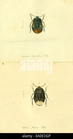 Faunae Insectorum Germanicae Initia Nuremberg Felsecker 1792-1823 Germany Hemiptera Pictorial Works, The illustration features two detailed depictions of beetles. The upper beetle, labeled 'Cicada Lyrata' or a similar variant, showcases a distinctly shaped body with a glossy finish, adorned with shades of blue and green hues. Notably, it presents a round, orange-yellow spot on its back, providing a striking contrast to its darker exterior. The lower beetle, identified as 'Cicada Morisi,' displays a rounded, more robust body with a combination of matte and glossy textures, exhibiting a rich dar Stock Photo