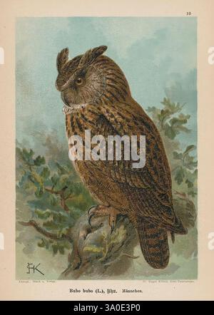 Raubvögel, Gera-Untermhaus, Fr. Eugen Köhler, [s.d.], Musée cantonal de zoologie Lausanne, A majestic owl perches gracefully on a branch, showcasing its impressive plumage with intricate patterns of brown and cream. Its large, expressive eyes convey a sense of wisdom and alertness. The feathered creature is surrounded by soft, leafy foliage, enhancing the natural, serene atmosphere. The detailed illustration captures the owl's distinctive features, including its rounded body and tufted ears, while the subtle coloration adds a touch of elegance to the scene. Below the image, a scientific name i Stock Photo