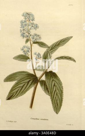 The, botanical, cabinet, London, John, &, Arthur, Arch, 1817-1833, A botanical illustration featuring a delicate plant with slender, upright stems adorned with clusters of small, pale blue flowers. The leaves are prominently displayed, exhibiting a rich green hue with pronounced veins and a textured surface. The detailed depiction highlights the intricate arrangement of the leaves and the gentle curvature of the plant's structure, providing insight into its natural beauty and form. The scientific name 'Cneorum tricoccum' is elegantly inscribed below the illustration, suggesting its classificat Stock Photo