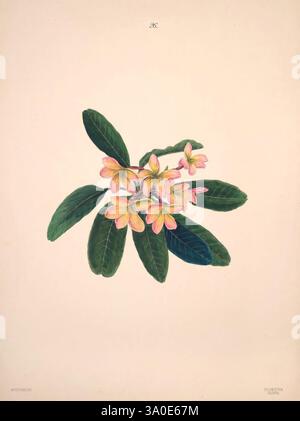 Brazilian, flowers, drawn, from, nature, in, the, years, 1880-1882, Coombe Croft, 1893, Brazil, pictorial, works, plants, Norton, 9, A delicate arrangement of pink and yellow plumeria flowers emerges from a backdrop of lush green leaves. The blossoms, with their soft, inviting petals, display a gradient of color that transitions from pale cream at the center to a vibrant pink at the tips. Each flower is meticulously rendered, showcasing intricate details like the subtle veining and texture of the petals. The surrounding leaves are robust, featuring a deep green hue, which contrasts beautifully Stock Photo