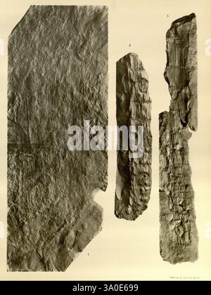 Mededeelingen van 's Rijks Herbarium, Leiden, Rijks Universiteit, Rijks Herbarium, 1911, horsetails, The image showcases three distinct carved stone artifacts, each with unique textures and markings that suggest intricate craftsmanship. The first piece, on the left, presents a broad, flat surface filled with deep grooves and patterns, indicating purposeful decoration or symbolism. The second artifact, narrower and more elongated, features a series of vertical lines and notches that hint at its functional or artistic significance. The third, also slim and upright, displays a more rugged texture Stock Photo