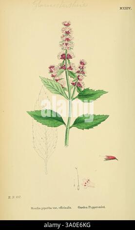 Rectangular Peppermint Mentha Piperita, commonly known as peppermint, is a hybrid plant ...