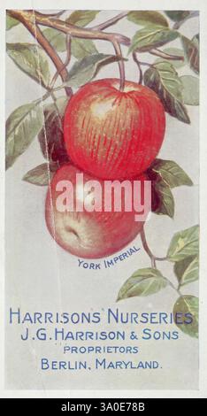 Why Harrison trees succeed, Berlin, Md, J.G. Harrison and sons, [1914], catalogs, Harrison's Nurseries, Berlin, Md, nurseries, horticulture, trees, garden stories, York Imperial, Malus pumila, apple., A vibrant depiction of two luscious red apples, hanging from a leafy branch. The apples are showcased prominently, highlighting their natural shine and inviting freshness. Below the fruit, the text elegantly states 'Harrisons' Nurseries,' identifying the proprietors as J.G. Harrison & Sons from Berlin, Maryland. The name 'York Imperial' is inscribed above the apples, suggesting a particular varie Stock Photo