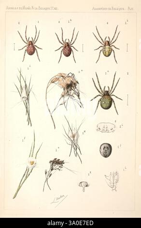 Les arachnides de Belgique, Bruxelles, F. Hayez, 1882-96, arachnida, Belgium, spiders, spider, arachnid, arthropoda, arthropod, page frights, Halloween, The illustration features a collection of various arachnids and small organisms, showcasing their intricate details. Prominently displayed are different species of spiders, characterized by distinctive colors and markings, including shades of red, green, and yellow. Surrounding the spiders, there are representations of other specimens such as a small insect, an orb weaver, and various plant life, including strands of grass and a mushroom. Each Stock Photo