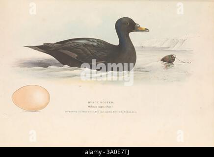 Illustrations of British Birds London, 1837-1844 Birds, Eggs, Great Britain, Nests, Pictorial Works, A depiction of a black scoter, a waterfowl known for its distinctive dark plumage and stout body. The bird is shown in profile, with its head raised and beak slightly open, showcasing its charming features. Next to it lies an illustration of its egg, characterized by a smooth surface and a subtle coloration. In the background, a hint of its natural habitat is suggested, possibly indicating the coastal regions where these birds can commonly be found. The overall composition captures the essence Stock Photo