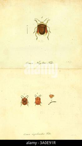 Faunae insectorum Germanicae initia Nuremberg Felsecker 1792-1823 ...