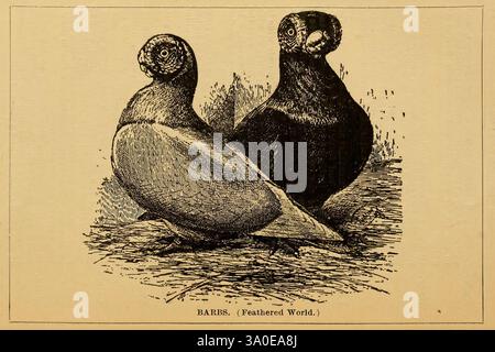 The, pigeon, standard, Boston, C.E. Twombly, [c1900], pigeons, The illustration features two distinctive birds positioned side by side. On the left, a bird with a rounded body, characterized by a dark plumage and a prominent, circular head featuring a unique facial marking. To its right, a second bird displays a lighter coloration with a sleeker figure and a more elongated neck. Both birds exhibit a stout, compact form typical of their species, and they stand on a textured surface resembling grass or earth. The meticulously detailed strokes emphasize the distinct features and textures of their Stock Photo