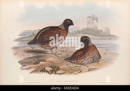 A monograph of the Odontophorinæ, or Partridges of America, London, Printed by Richard and John E. Taylor 1850, partridges, Phasianidae, pictorial works, quails, United States., Two beautifully illustrated quails are depicted in a natural setting. The birds display rich, reddish-brown plumage, intricately patterned with white and black speckles across their bodies. Their rounded forms suggest a sense of tranquility as they stand near a serene landscape, characterized by gentle hills and palm trees in the background. The scenery hints at a coastal environment, enhancing the peaceful ambiance of Stock Photo