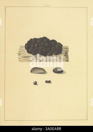 Icons fungorum circa Halifax sponte Nascentium, 1784-1792, Early Works, Ecology, England, Field Guides, Fungi, Halifax, Identification, Nomenclature, Pictorial Works, Terminology, The composition features a collection of organic forms arranged against a neutral background. At the top, a dense cluster of rounded, dark spheres suggests a textured surface, possibly resembling a type of fruit or seed. Below, a variety of smaller shapes are displayed: an oval form with a subtle curve, likely representing a shell or pod; alongside it, a flatter, circular object that may resemble a button or seed. Sm Stock Photo
