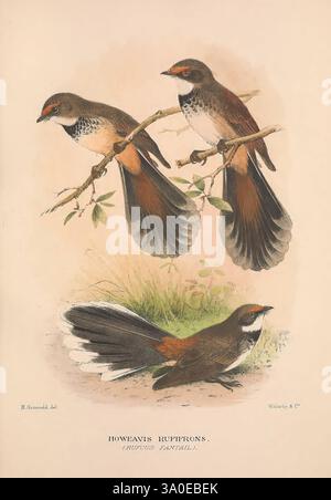 The Birds of Australia London, Witherby & Co, 1910-1927 Australia Bibliography Birds Birds Australia Pictorial works Bird Australia Mathews Gregory Mathews Ornithology, The illustration features three distinct birds of the species Howea rufipennis, showcasing their intricate plumage and features. The top two birds are perched gracefully on a branch, displaying their elegant, elongated tail feathers, which exhibit a striking blend of colors. Their body is characterized by a speckled chest and a subtle gradient in tone, highlighting their unique markings. The third bird, positioned below, is dep Stock Photo