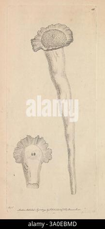 The naturalist's miscellany, or Coloured figures of natural objects. London, Printed for Nodder & Co, 1789-1813. Animals, pictorial works, George Shaw, The illustration showcases two distinct marine organisms, likely specimens of coral or similar structures. The larger representation features a long, slender stalk topped with a rounded, textured cap, which exhibits intricate patterns resembling a flower or mushroom. This top portion is detailed with a net-like design that suggests a delicate, porous texture. Below, a smaller, bulbous structure is depicted, characterized by its more compact for Stock Photo