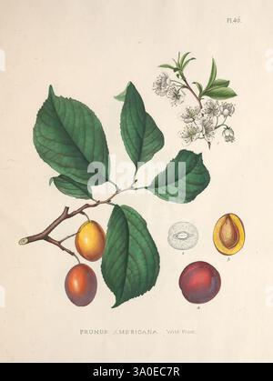 Plates prepared between the years 1849 and 1859, to accompany a report on the forest trees of North America, Washington, 1891, North America, trees, wild plum, Prunus americana, The illustration features a detailed botanical study of the Prunus americana, commonly known as the American plum. It showcases a branch adorned with vibrant green leaves alongside delicate white flowers, highlighting the plant's reproductive aspects. There are three ripe plums in various stages of ripeness – one yellow-orange, one red, and a halved plum revealing its smooth pit. The illustration is carefully labeled, Stock Photo