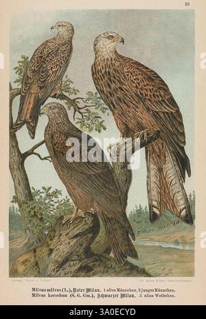 Raubvögel, Gera-Untermhaus, Fr. Eugen Köhler, [s.d.], Musée Cantonal de Zoologie Lausanne, The illustration depicts three majestic birds of prey, known as Milvus milvus, which are commonly referred to as red kites. Each bird exhibits distinct features: one is perched confidently in the foreground, showcasing its impressive wingspan and sharp beak, while the others are positioned slightly behind, displaying their elegant plumage and keen gazes. The rich detail captures their feathers, highlighting shades of brown and white against a backdrop of lush greenery and a serene landscape, hinting at t Stock Photo