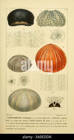 The composition features a collection of intricately detailed illustrations of echinoderms, specifically focusing on various types of sea urchins. The top section displays two distinct forms: one resembling a delicate, spiky sphere and another characterized by a more rounded, smooth surface, both showcasing the unique structures on their shells. Below, a series of scientific drawings highlight the morphological variations among the species, with examples of surface textures and patterns visible. The use of color emphasizes certain features, particularly enhancing the visual appeal of the orang Stock Photo