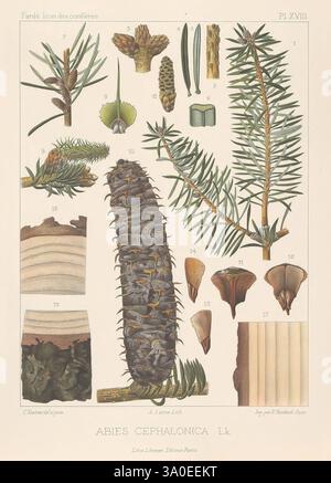 Iconographie des conifères, Paris, Librairie des sciences naturelles, [1912-1914], conifers, France, pictorial works, Pinaceae, The illustration showcases various botanical elements related to Abies cephalonica, commonly known as the Himalayan fir. It features an array of detailed depictions, including different types of leaves, cones, and seeds. Each part is numbered and labeled, providing a clear identification of the species' characteristics. The foliage displays two distinct forms—needle-like leaves and broader scales, while the cones vary in size and shape, showcasing their growth stages Stock Photo