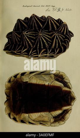 The, Zoological, Journal, London, W. Phillips, 1824-, Periodicals ...