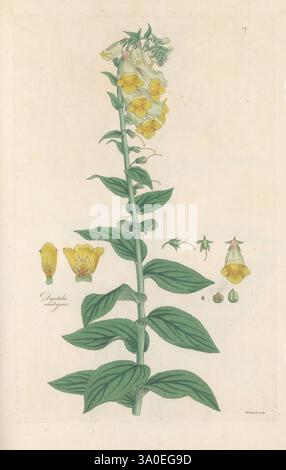 digitalis-monographia-londini-