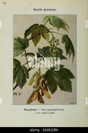 Sycomore Tree Germany Acer pseudoplatanus, commonly known as the sycamore maple, is a tree ...