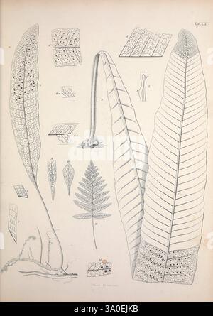 Filices, Horti Botanici Lipsiensis, Leipzig, L. Voss, 1856, ferns ...