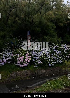 A vibrant and colorful display of flowers in full bloom is beautifully surrounded by lush, verdant foliage Stock Photo