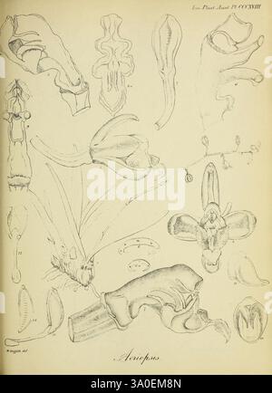 A botanical study focusing on the morphology and biology of the ...