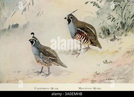 California Quail on a white background Stock Photo - Alamy