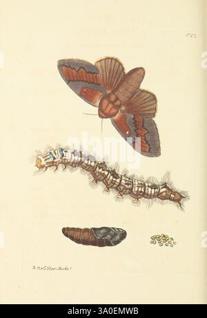The naturalist's miscellany, or Coloured figures of natural objects London, Printed for Nodder & Co, 1789-1813 animals, zoology, pictorial works, Museums Victoria, The illustration showcases the life cycle of a moth, featuring four distinct stages. At the top, a vibrant adult moth displays its intricately patterned wings, characterized by rich hues of brown, orange, and deep red. Beneath it, a caterpillar is depicted, with a segmented body adorned with fine hairs and a mix of green and brown coloration, illustrating its growth stage. Below the caterpillar, a pupal stage is represented by a dar Stock Photo
