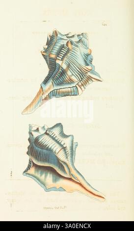 Shell With Horizontal Ridges Three intricately detailed shells are depicted, showcasing different ...