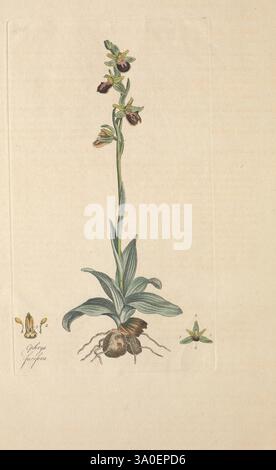 Flora Londinensis, or Plates and descriptions of such plants as grow wild in the environs of London, London, Printed for and sold by the author and B. White, 1777, 18th century, botanical illustration, botany, England, engravings, herbals, London, plants, stems, leaves, flowers, A beautifully detailed illustration of a flowering orchid, showcasing its unique structure and colors. The plant features multiple blooms arranged gracefully atop a slender stem, with intricate patterns visible on the petals. Below, sturdy leaves cradle the base, while the root system is subtly depicted, emphasizing th Stock Photo