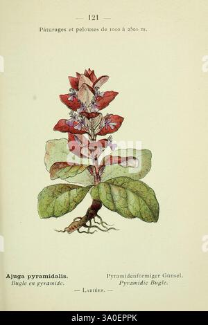 Nouvelle flore coloriée de poche des Alpes et des Pyrénées Paris, Klincksieck, 1906-1912, alps, plants, Pyrenees, The New York Botanical Garden, Ajuga pyramidalis, pyramid bugle, pyramidal bugle,women in science, Cécile Pfulb Kastner, Charles Flahault, botany, flowers, Cécile Pfulb Kastner, The illustration features the Ajuga pyramidal, commonly known as the Pyramid Bugle. This plant is characterized by its distinct, upright growth pattern, showcasing a cluster of vibrant red and green leaves. The flowers, depicted in a reddish hue, bloom at the top of the stem, creating an eye-catching displa Stock Photo