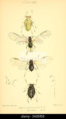 Monograph of the British aphides, London, 1876-83, aphids, Great ...