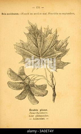Atlas de poche des plantes des champs, des prairies et des bois Paris, [1894] Tree, Maple, Woodshole, Botany, Flowering Plant, Acer Platanoides, Norway Maple, Eudicots, Sapindaceae, Rosids, Sapindales, Pictorial Works, Acer Platanoides, Asia Plant, Europe Plant, North America Plant, The illustration features a detailed depiction of the leaves and flowers of the Acer platanoides, commonly known as the Norway maple. The leaf is characterized by its broad, palmate shape, displaying several lobes and a serrated edge. Adjacent to the leaf, the flowering elements can be seen, showcasing the small, g Stock Photo