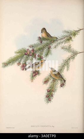 The birds of Great Britain London, 1873. Birds, Great Britain, Pictorial works, Bird, A serene scene featuring three small birds perched gracefully on a lush pine branch adorned with coniferous cones. The birds exhibit a variety of colors, with one showcasing a distinctive yellow accent on its head, adding vibrancy to the natural setting. The delicate pine needles and the textured cones create a harmonious backdrop, highlighting the beauty of the avian companions as they coexist peacefully amidst the greenery. The overall composition evokes a sense of tranquility and the charm of woodland life Stock Photo