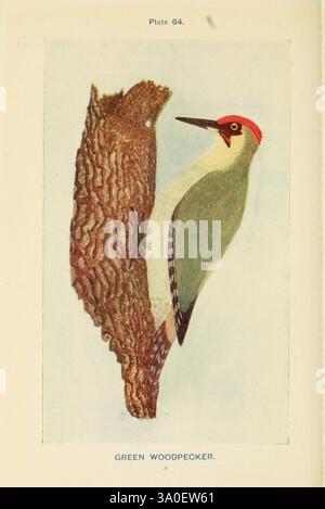 British birds & their eggs London W. & R. Chambers 1909 birds Great Britain nests Picus viridis Eurasian green woodpecker, This illustration showcases a green woodpecker, detailed with its vibrant green plumage and striking red crown. Below the woodpecker, a textured depiction of tree bark emphasizes the bird's natural habitat and camouflage abilities. The contrast between the smooth, colorful body of the woodpecker and the rough, patterned surface of the bark highlights the bird's adaptations for foraging. The caption also notes the species name, providing context for the viewer’s understandi Stock Photo