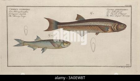 Ichtyologie, ou, Histoire naturelle, générale et particulière des poissons, A Berlin, Chez l'auteur, & chez François de la Garde libraire, 1785-1797, fishes, Germany, ichthyology, pictorial works, The illustration features two distinct species of fish, presented with meticulous detail. On the left is the **Cyprinus clavipes**, characterized by its sleek body and prominent dorsal fin. Accompanying it is an additional illustration that shows a close-up view of its fin structure, labeled as 'Fig 2.' To the right is the **Cyprinus oddi**, notable for its elongated form and unique coloration. Each Stock Photo