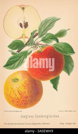 Aepfel und Birnen, Berlin, Paul Parey, 1894, apples, Germany, pears, Cornell Cider, Walter Müller, 8, 5, fruit, pomology, Malus domestica, Malus, apple, The illustration features two vibrant apples prominently displayed, showcasing their distinctive colors and textures. The apple on the left is a rich golden hue with a slightly mottled surface, while the apple on the right exhibits a striped red and yellow exterior. Above the apples, a cross-section reveals the interior of one fruit, showcasing its white flesh and dark seeds. The detailed leaf structure adds an element of realism, with lush gr Stock Photo