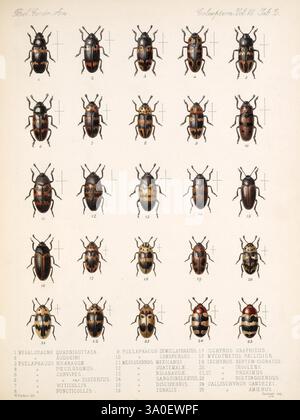Biologia Centrali-Americana London, 1879-1915 Archaeology, Botany ...