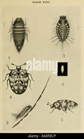 Indian insect life, Calcutta, Thacker, Spink & Co, W. Thacker & Co, 2 ...