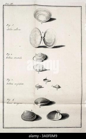 Zoologia adriatica, Bassano, [G. Remondini e fl.], 1792, Italy, marine ...