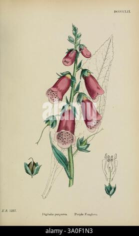 english-botany-coloured-