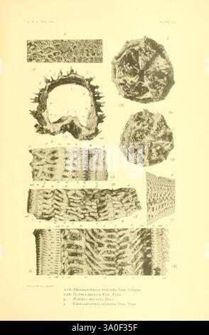 Harriman Alaska series Washington 1910-1914 Alaska Natural History ...