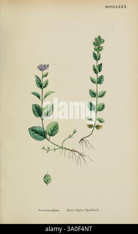 Alpine Speedwell (Veronica alpina), flowering. Germany Stock Photo - Alamy